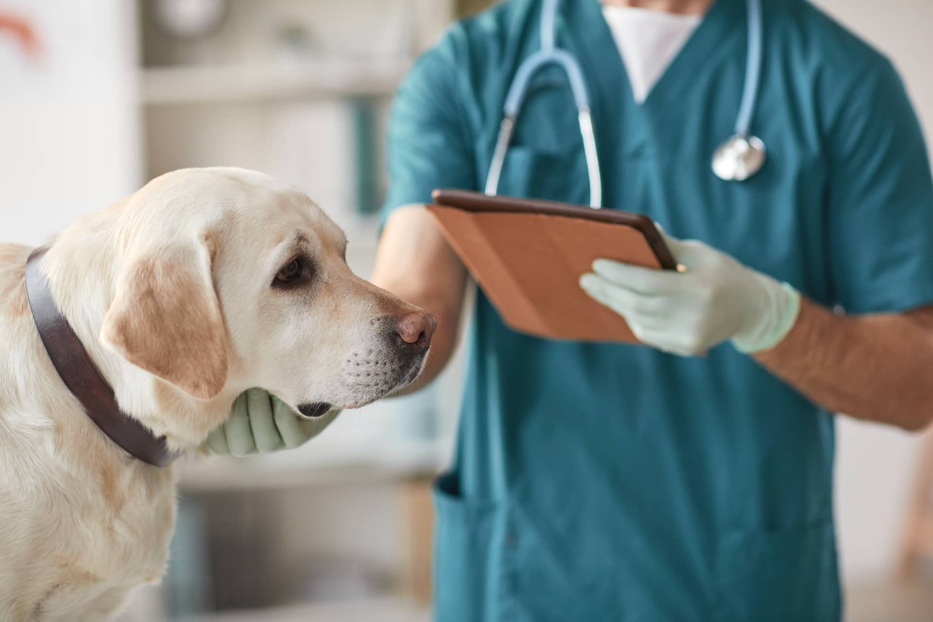 Собака на приеме у врача